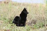 SCHIPPERKE 210